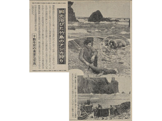脚光浴びた竹島のアシカ狩り 十数年前の貴重な写真 写真