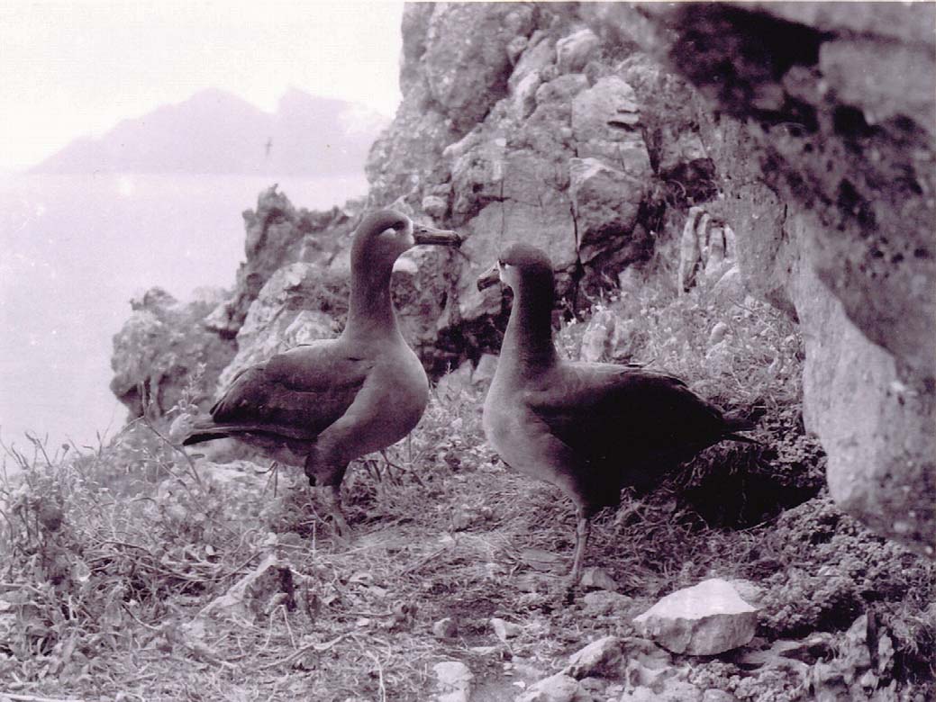 尖閣諸島の海鳥たち
