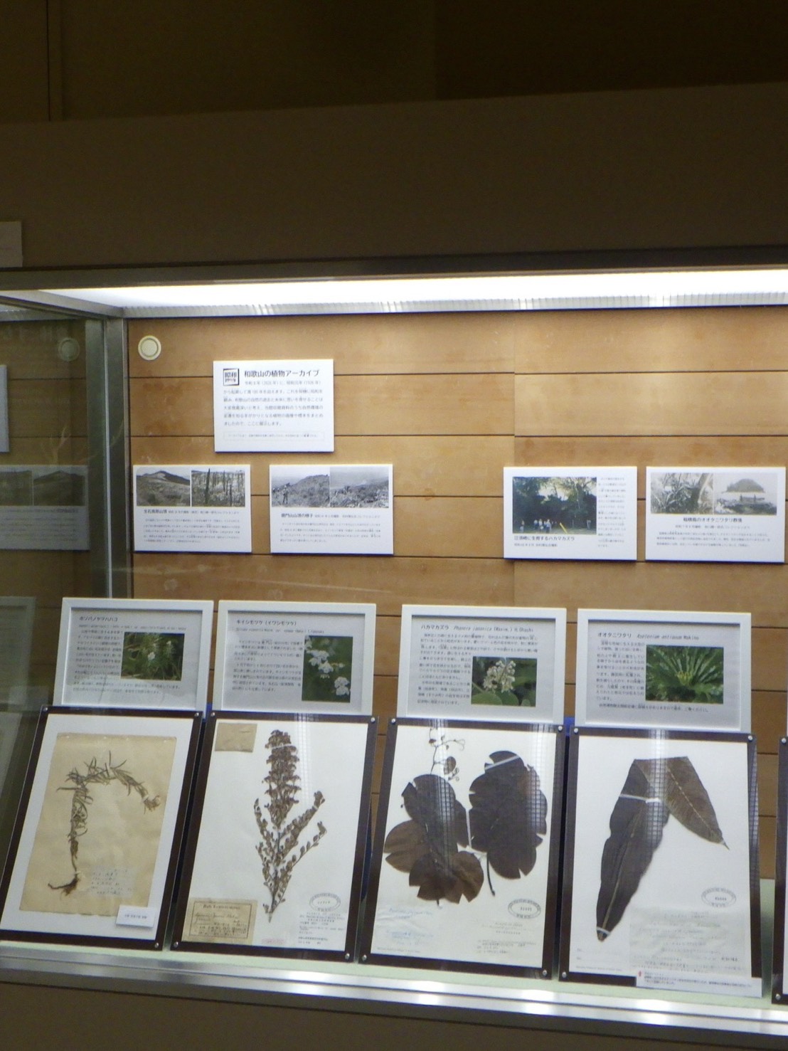 コーナー展示「和歌山の植物アーカイブ」